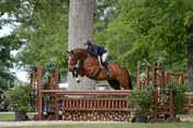 Horse Leaping over an Obstacle at the Upperville Horse Show